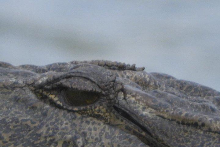 バンダラ国立公園バードウォッチングサファリツアー
