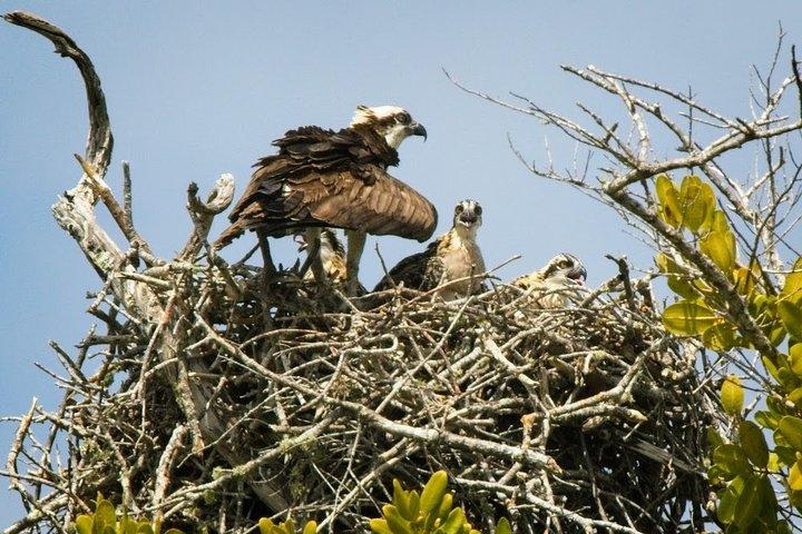 Everglades National Park Biologist Led Adventure: Cruise, Hike + Airboat