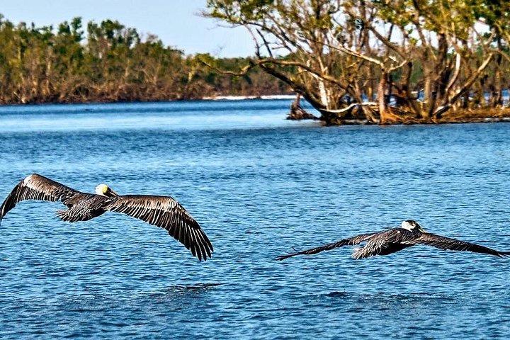 Everglades National Park Biologist Led Adventure: Cruise, Hike + Airboat