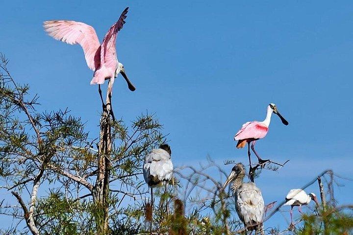 Everglades National Park Biologist Led Adventure: Cruise, Hike + Airboat