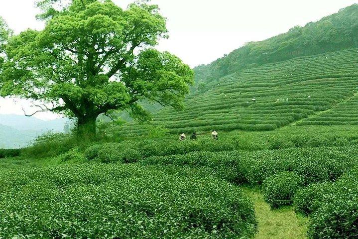 4-tägige private Tour nach Hangzhou Suzhou und Shanghai mit Mittagessen