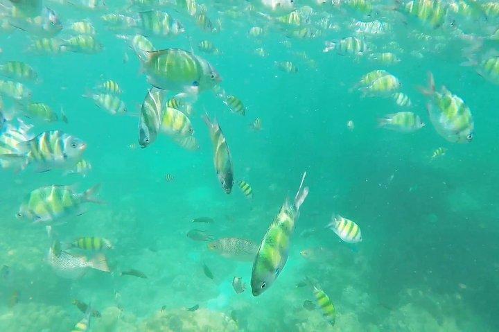Phi Phi Islands Adventure: Ferry, Snorkeling & Island Lunch
