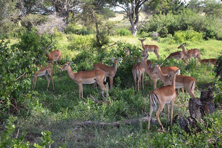 2 DAGAR TAITA HILLS SAFARI (minst 2 personer)