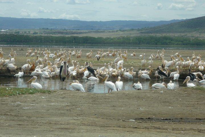 Safari di 6 giorni ad Amboseli N / P Aberdare N / P, Lago Nakuru N / P e Maasai Mara N / R.