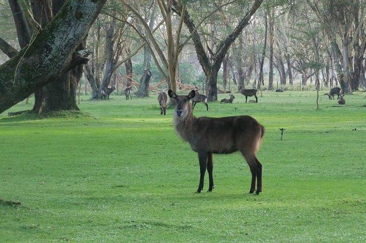 1-Day Lake Naivasha & Hell's Gate Safari