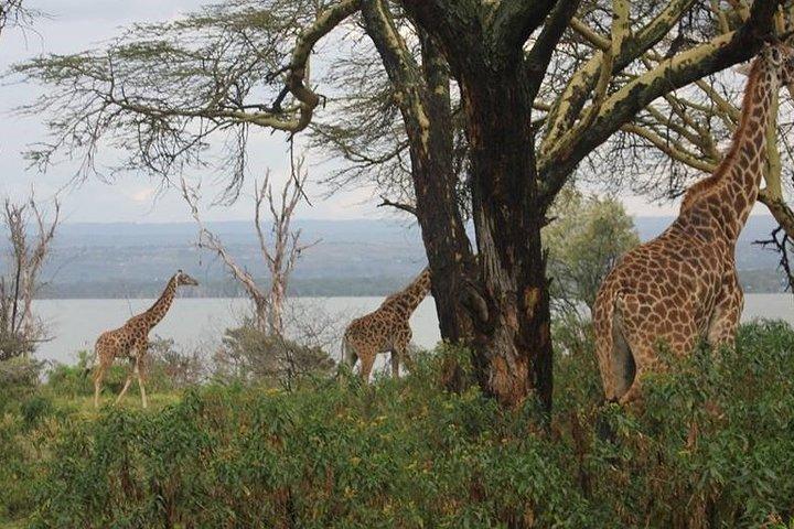 1-Day Lake Naivasha & Hell's Gate Safari
