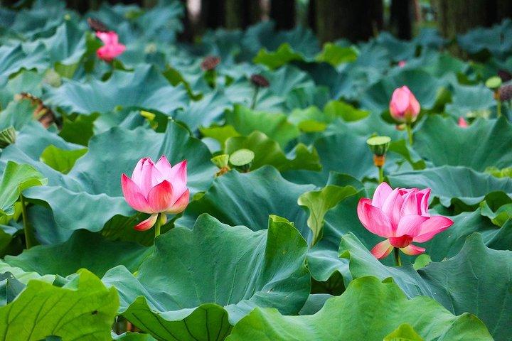 Wuxi Lingshan Buddhist Scenic Spot und Tai Lake Private Tour