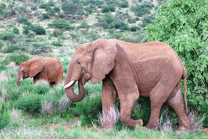 ツァボ東国立公園 : 2 - デイボイサファリロッジアドベンチャー.