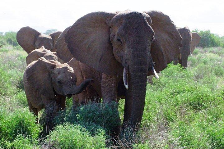 3 - Tag Tsavo East & West Wildlife Sanctuary Safari Experience.