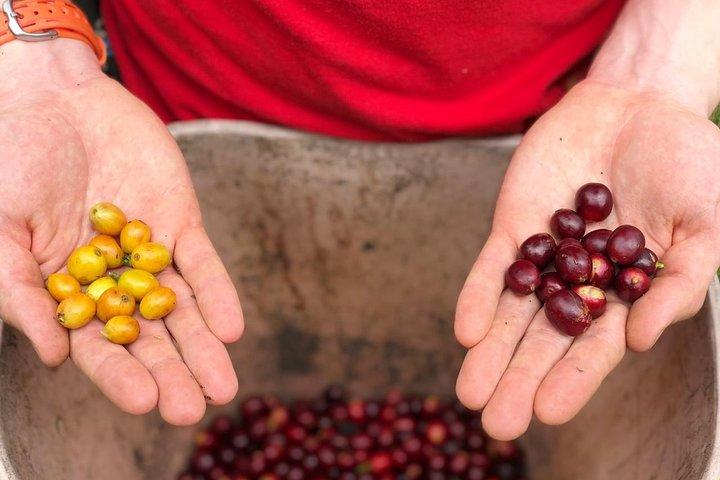 Café Farm e passeio a pé Salento