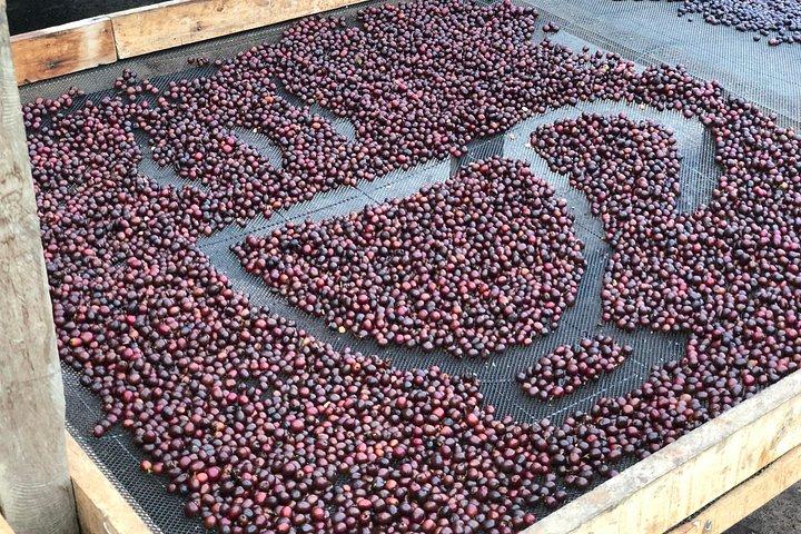 Kaffeefarm und Salento Wanderung