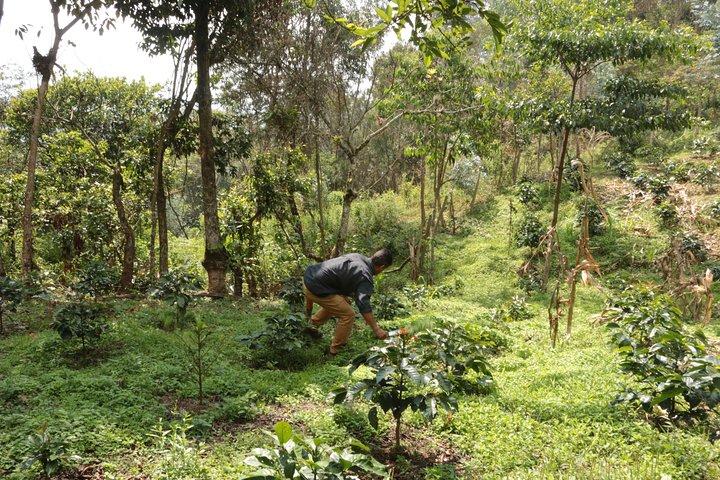 Kaffeefarm und Salento Wanderung