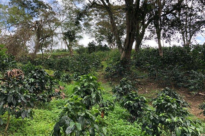 Kaffeefarm und Salento Wanderung