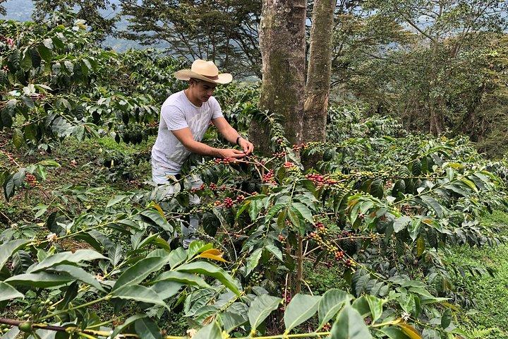 Café Farm e passeio a pé Salento