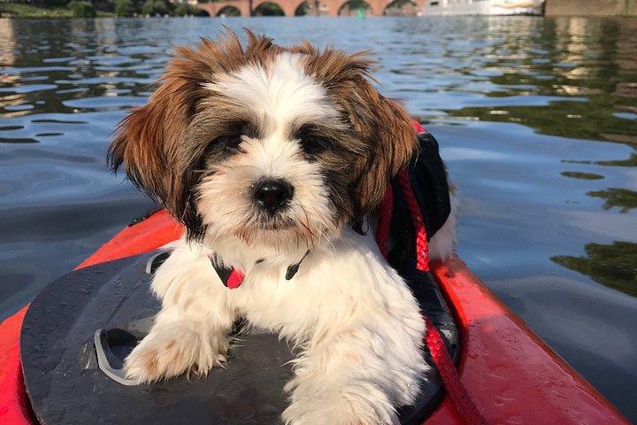 Tour in kayak a Heidelberg sul Neckar