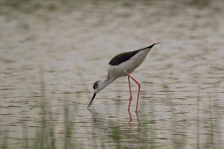 アンマンからの砂漠の城とアズラック湿地保護区への終日プライベート ツアー