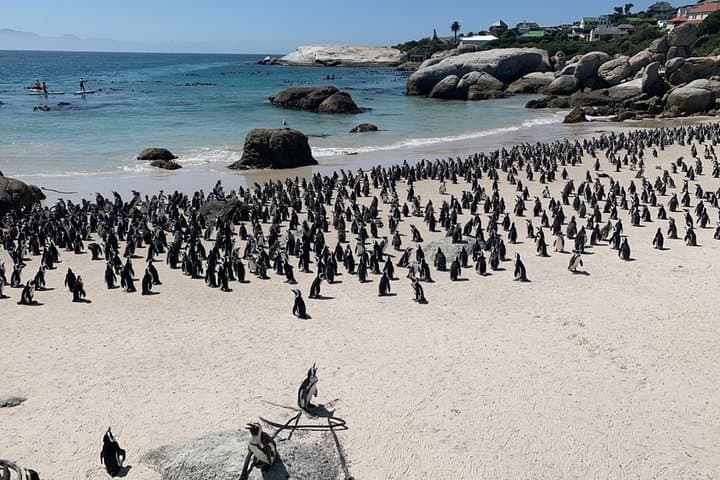 African Penguins, Cape Point & Constantia Wine tasting Full Day Tour.