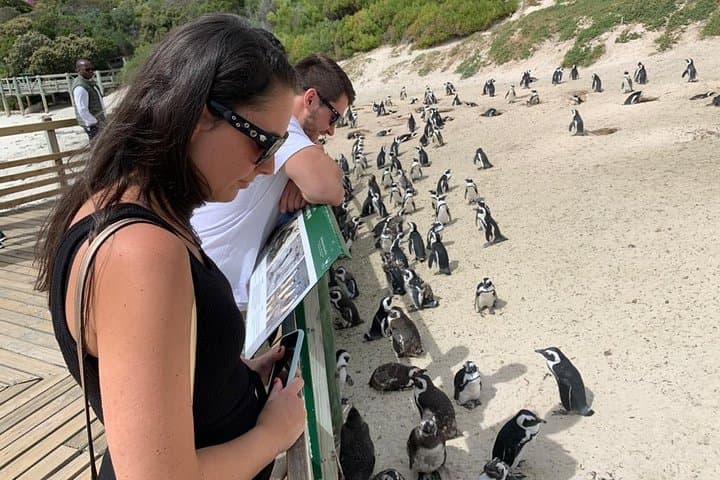 African Penguins, Cape Point & Constantia Wine tasting Full Day Tour.
