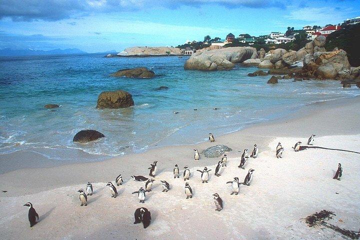 Cape Town Private 3-Days Helicopter Ride&Cape Point&Wine testing