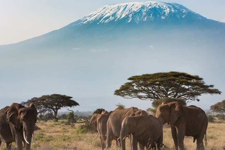 Private Transfer from Jomo Kenyatta Airport (NBO) to Masai Mara