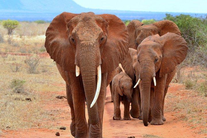 14 Dage Bedste af Kenya og Tanzania Luksus Safari Fra Nairobi