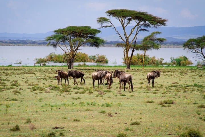 2-Day Guided Safari Tour of Hell's Gate Park and Lake Naivasha