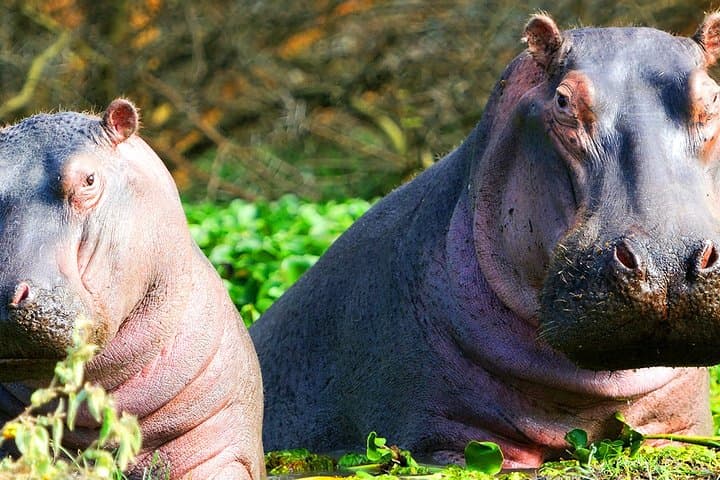 2-Day Guided Safari Tour of Hell's Gate Park and Lake Naivasha