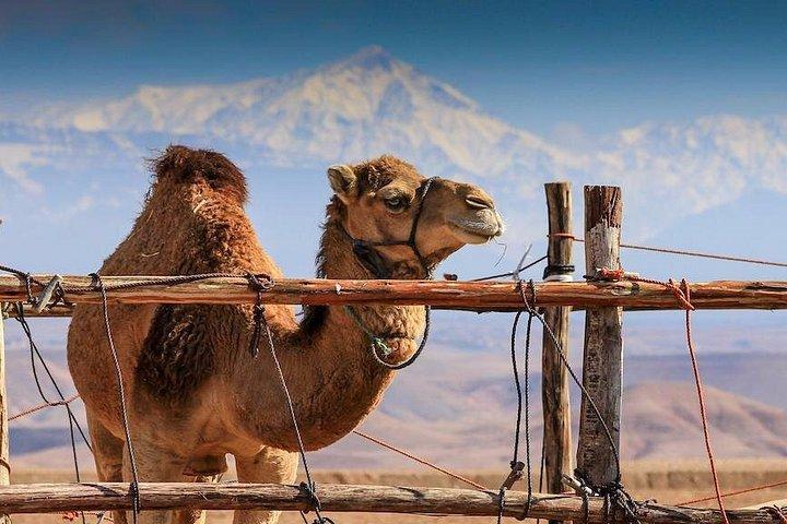 15-dages marokkanske højdepunkter Privat guidet tur fra Casablanca