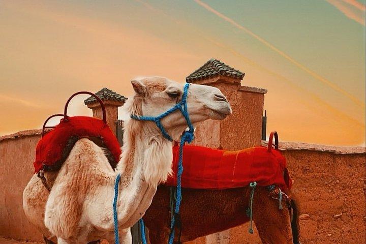 Marrakech: Desert Agafay & Berber Villages Day Tour & Camel Ride