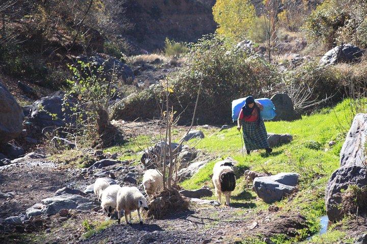 Full-Day Atlas Mountains & Imlil Valley Adventure from Marrakech