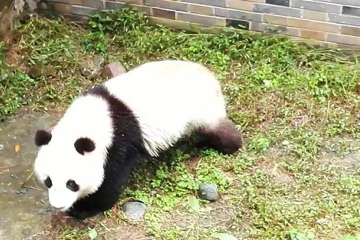 成都からパンダ基地と楽山大仏へのプライベート終日ツアー