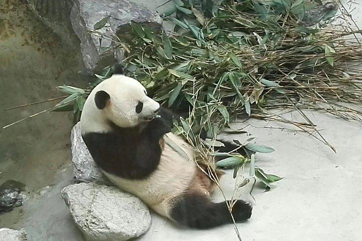 Visite privée d'une journée de Chengdu à Panda Base et au Bouddha de Leshan