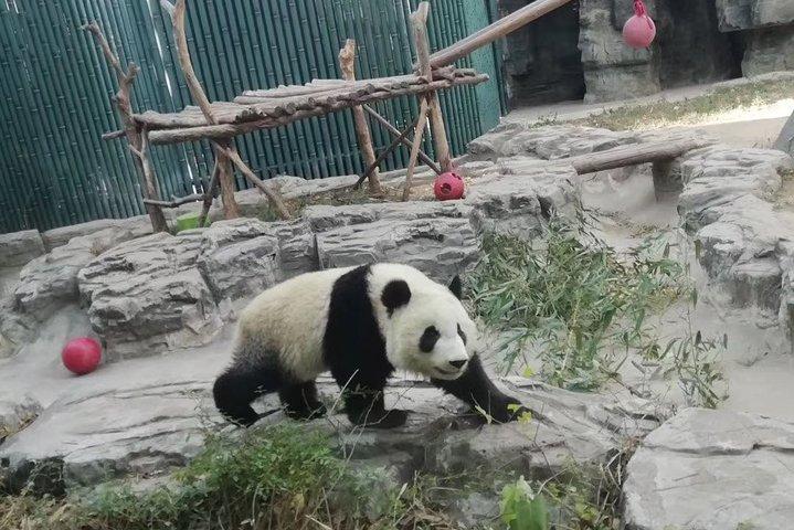 Visite privée d'une journée de Chengdu à Panda Base et au Bouddha de Leshan