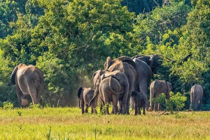 Murchison Falls Day Safari (Game Drive & Falls)