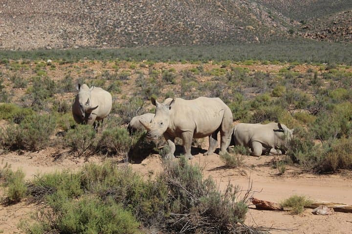 Private Return Transfer To Aquila African Big 5 Safari From Cape Town - Full Day