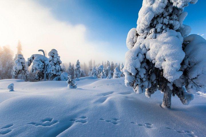 Lapland Sneeuwscootersafari vanuit Levi