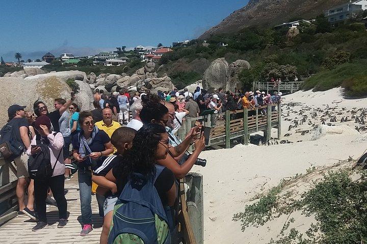 Excursión compartida a los pingüinos del Cabo de Buena Esperanza Chapman's Peak desde Ciudad del Cabo Día completo