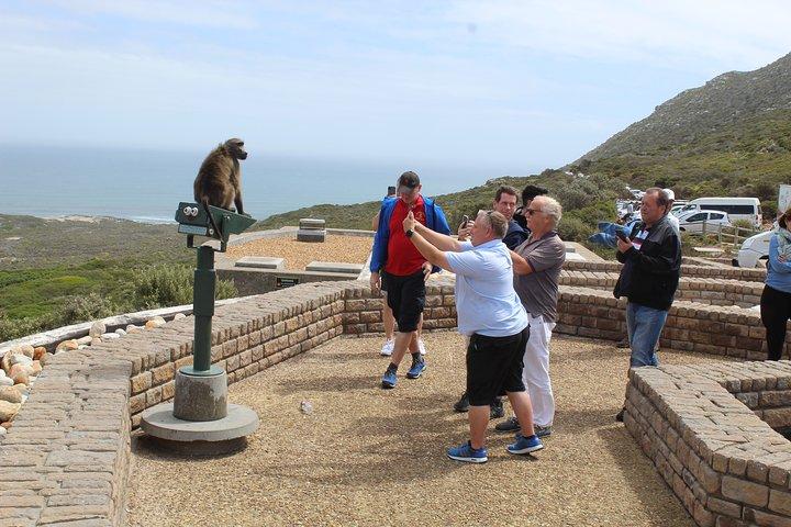 Excursión compartida a los pingüinos del Cabo de Buena Esperanza Chapman's Peak desde Ciudad del Cabo Día completo