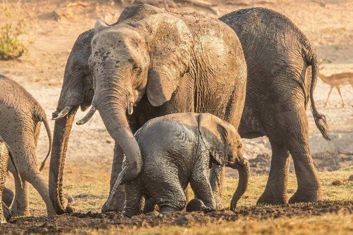 ビクトリア フォールズ発：3 泊 4 日 - チョベ キャンプ サファリ