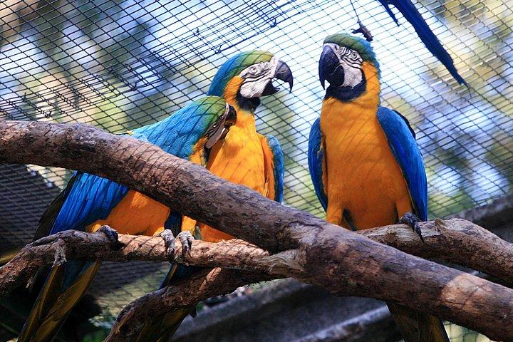 バードパーク訪問付きイグアスの滝ブラジルツアー