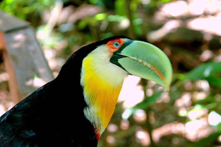 バードパーク訪問付きイグアスの滝ブラジルツアー