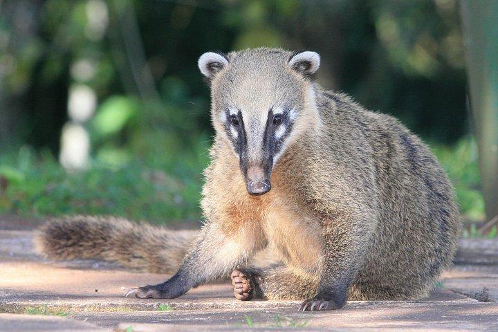 バードパーク訪問付きイグアスの滝ブラジルツアー