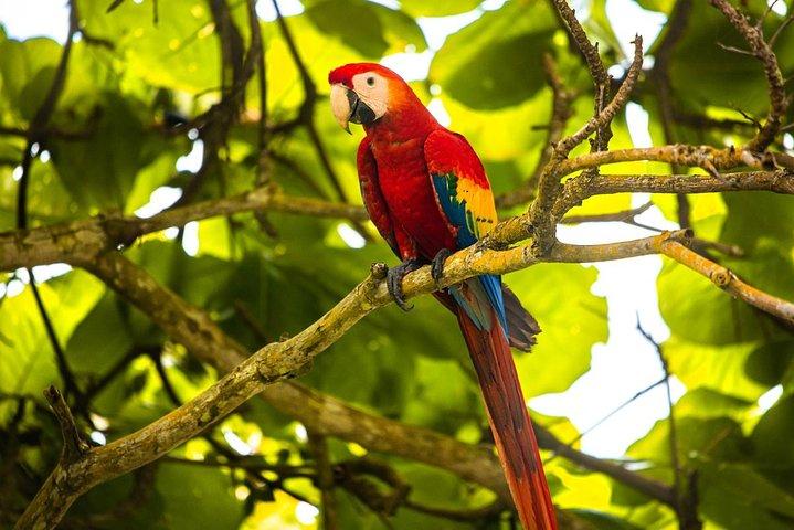 サンノゼからのマヌエル アントニオ国立公園ツアー。