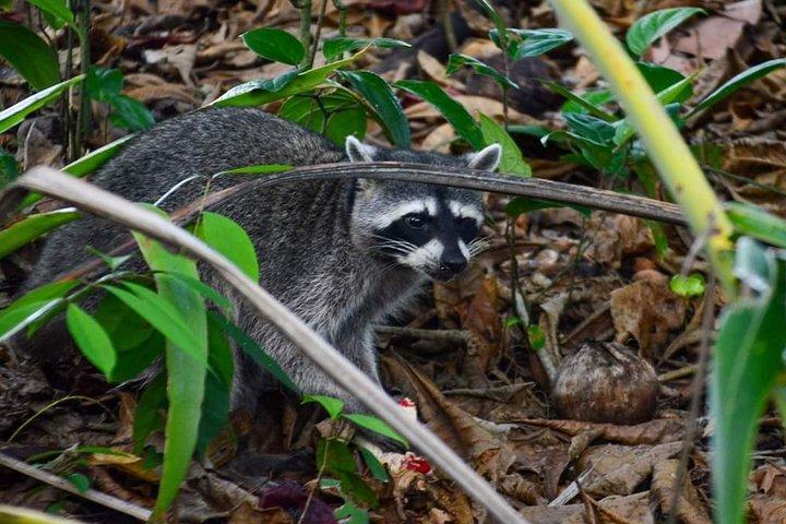 サンノゼからのマヌエル アントニオ国立公園ツアー。