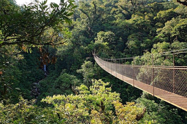 3 i 1 Eco Tour Rain Forest Aerial Tram, River Cruise & Nature Walk Private Tour