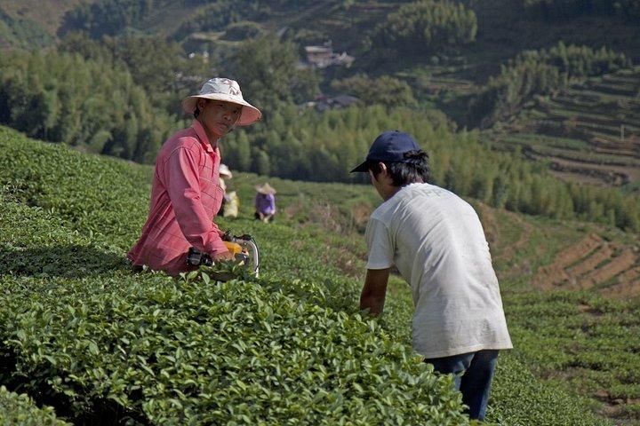 Ganztägige private Tour durch den Landkreis Anxi von Xiamen mit Mittagessen
