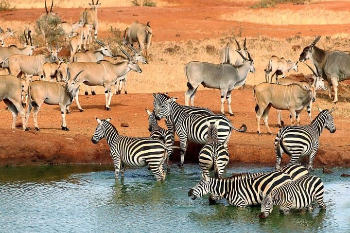 3 Days Private Safari to Samburu National Reserve