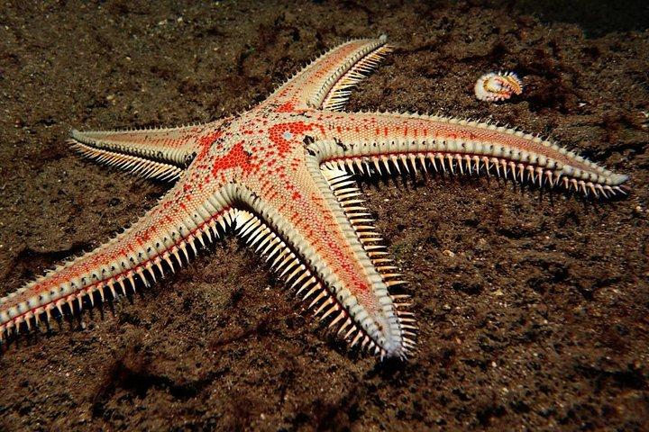 Try Dive - PADI Discover Scuba Diving in Tenerife