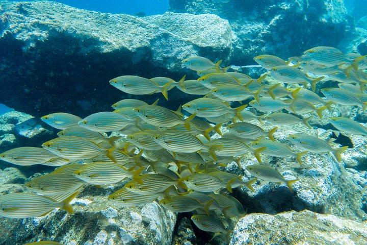 PADI Discover Scuba Diving