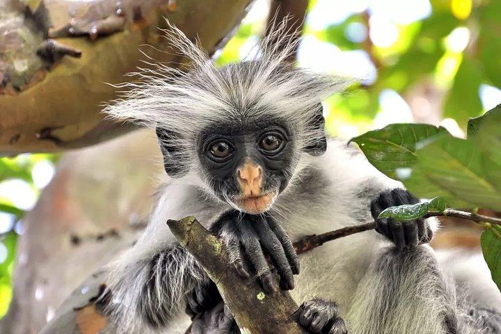 Kuza Cave Tour, Salaam Cave Tour, Jozani Monkey Tour, The Rock